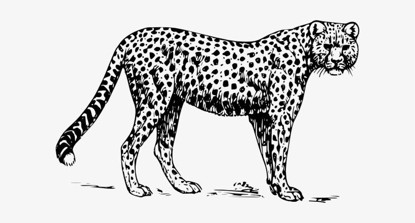 Caribou Print - Colouring Picture Of A Cheetah, transparent png download