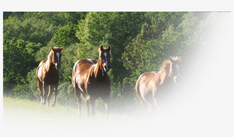 Horse Feed - Hay, transparent png download