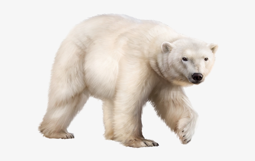 Polar Bear - Bear, transparent png download