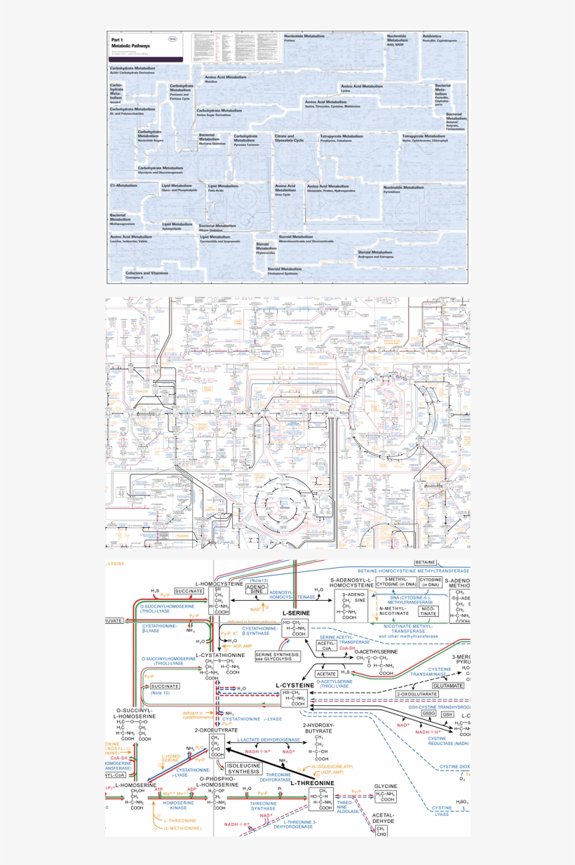 The Diagram Was Originally Designed By Dr - Document, transparent png download