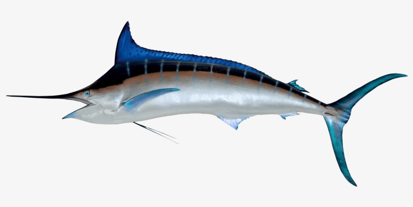 Free Png Fish Png Images Transparent - Swordfish Png, transparent png download