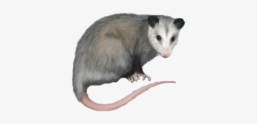 Opossum Breaks Into Liquor Store And Gets Drunk As - Science, transparent png download