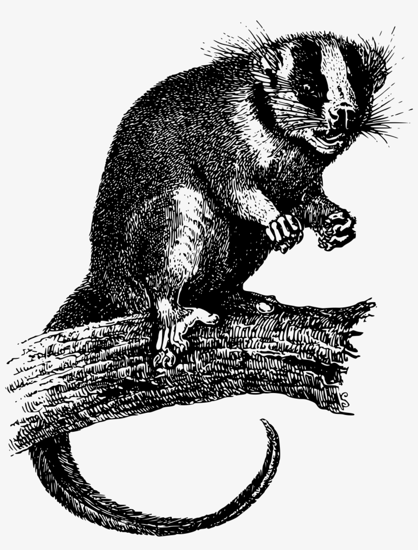 This Free Icons Png Design Of Feather-tailed Possum, transparent png download