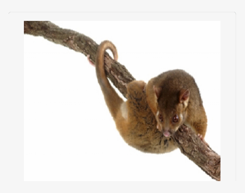 Photograph Of The Common Ringtail Possum - Australian Possum, transparent png download