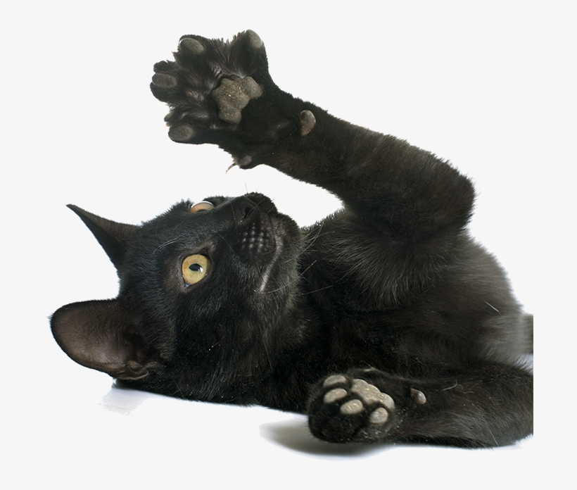 People Often Believe That Declawing Their Cat Is A - Normal Black Cat Paws, transparent png download