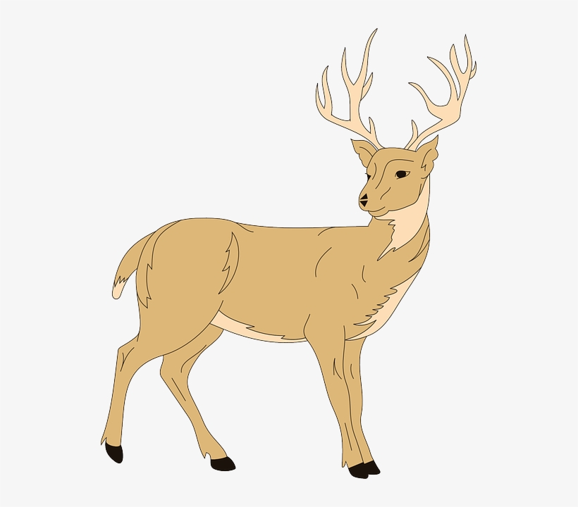Deer, Art, Forest, Animal, Fur, With, Antlers - Deer Clipart, transparent png download