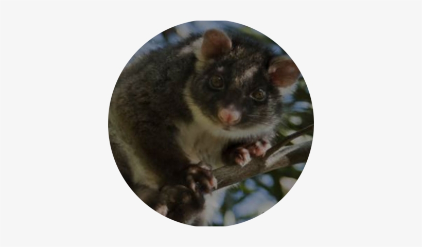 Possum - Opossum, transparent png download