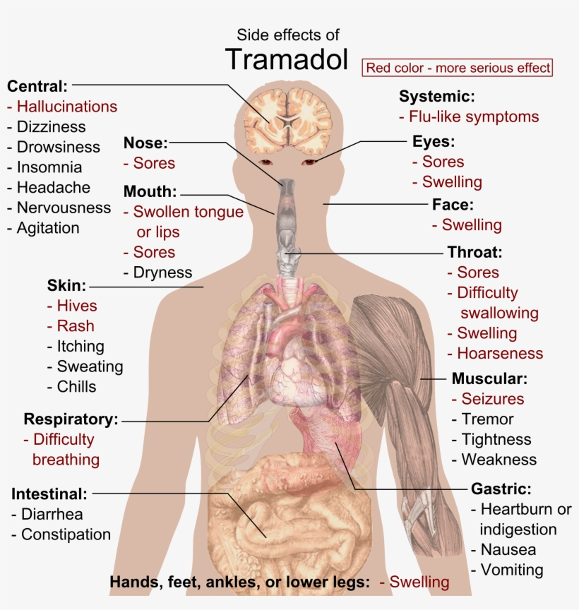 Side Effects Of Tramadol - Cure Your Diabetes Naturally: A Ste By Stap Guide To, transparent png download