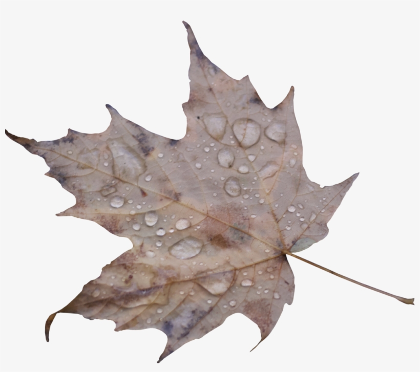 Portable Network Graphics, transparent png download