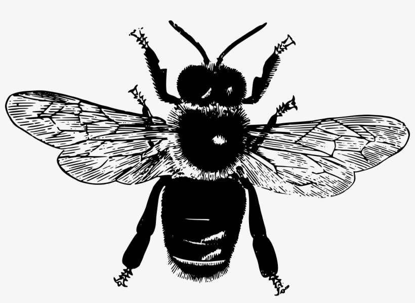 Big Image - Parts Of An Insect, transparent png download