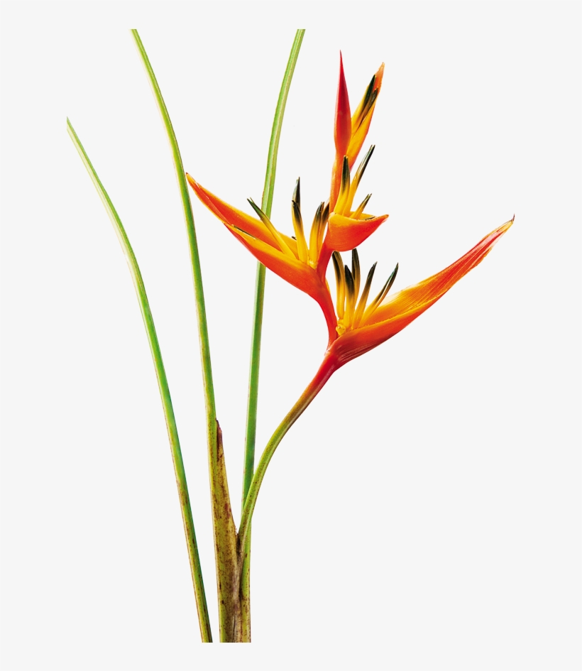 Heliconia Psittacorum Guyana Mosaic Glass, Graduation - Heliconia Psittacorum Dibujo, transparent png download
