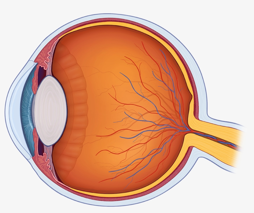 The Human Eye Is One Of The Most Complex Organs In, transparent png download