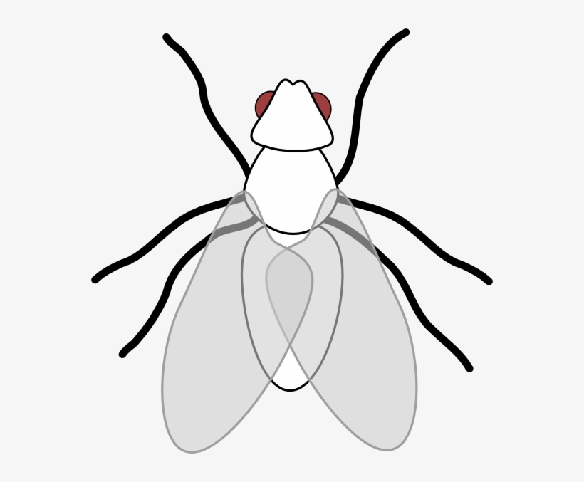 Fly Png Library Download Huge Freebie - Fly Clip Art, transparent png download