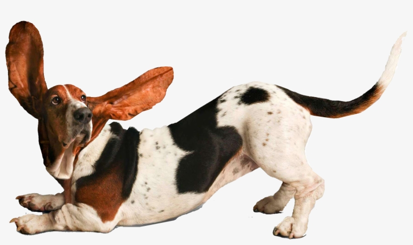Funny Dog Png - Yoga Dogs, transparent png download