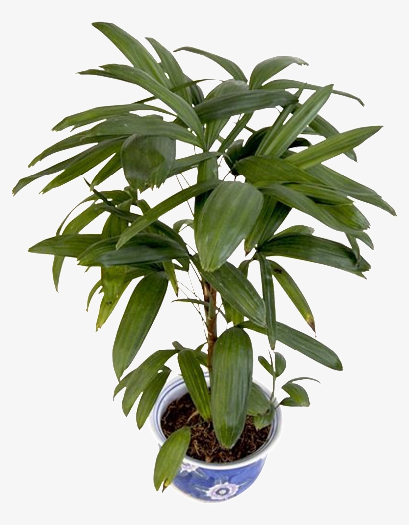 Ceramic Beautiful High Definition Green Plant Vector - Green, transparent png download