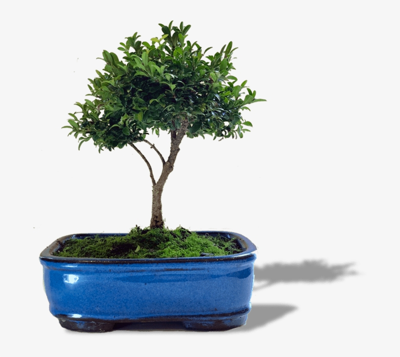 Bird's Bonsai Medium, transparent png download