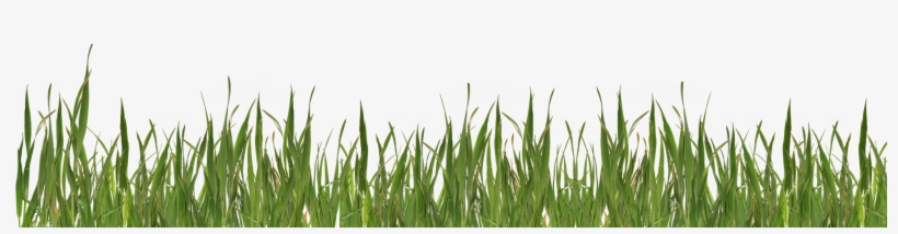 Grass9 - Fun Bunny In Grass Round Ornament, transparent png download