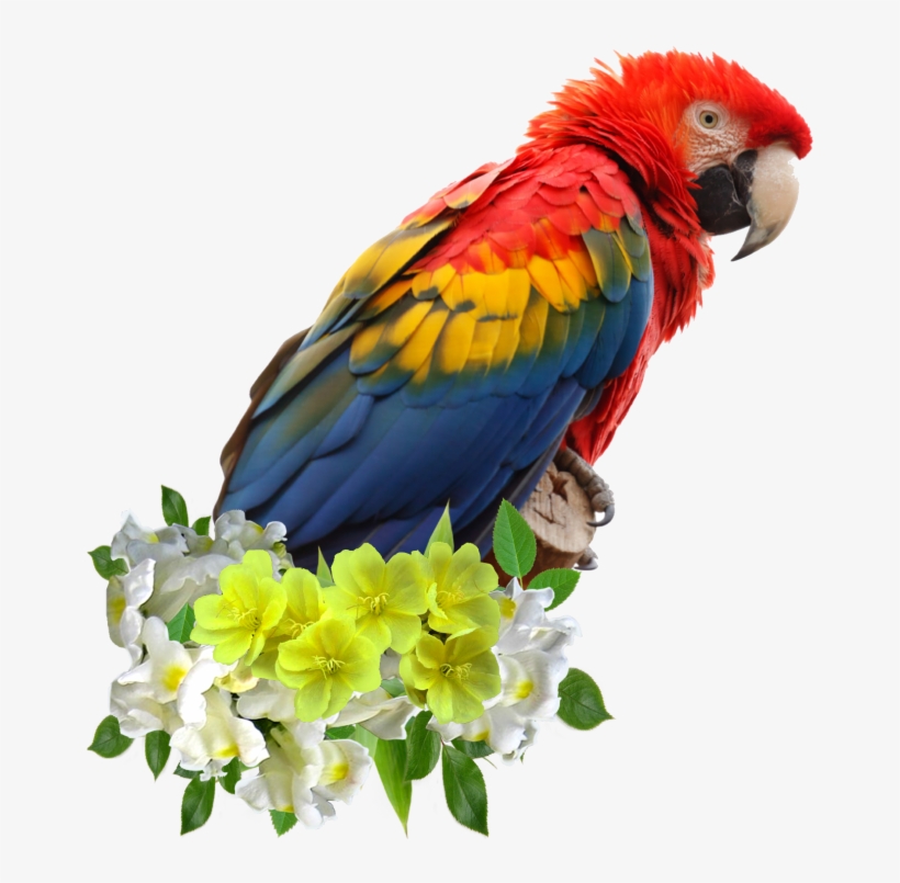 Parrots - Parrot Face, transparent png download