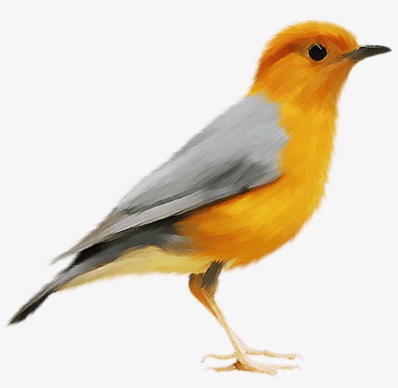 Free Png Images - Kanarya Kuşu Png, transparent png download