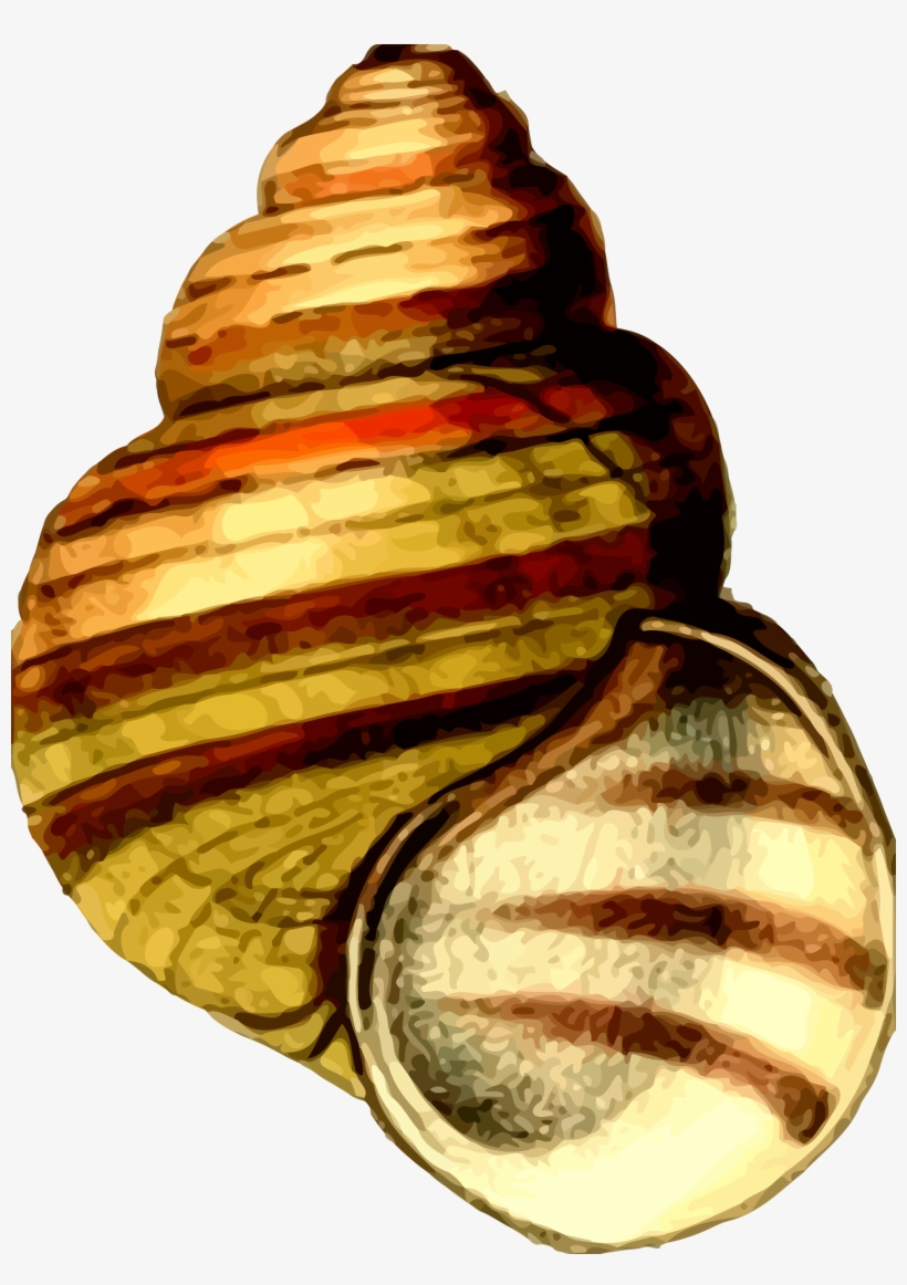 This Free Icons Png Design Of Sea Shell 21, transparent png download