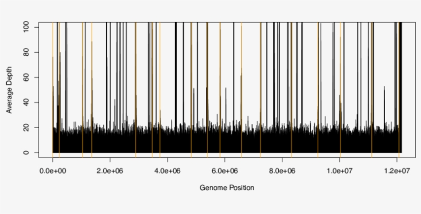 The Gold Vertical Lines Separate The Chromosome, transparent png download