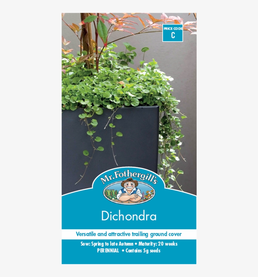 Mr Fothergill's Dichondra Seeds - Australian Native Hanging Plants, transparent png download