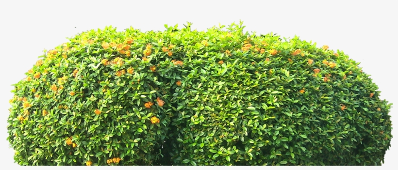 Ixora02l, transparent png download