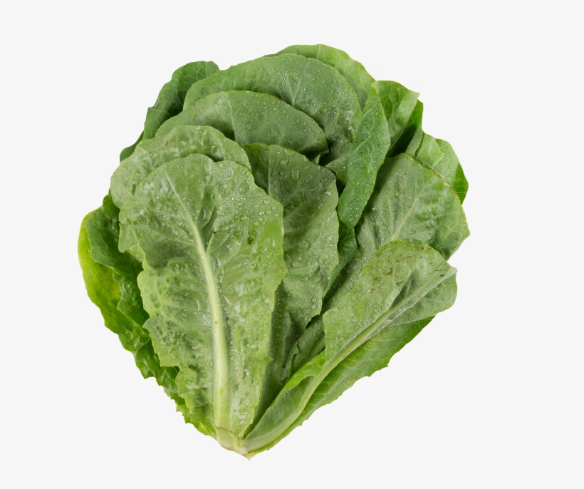 Lettuce - Dark Green Leafy Vegetable, transparent png download