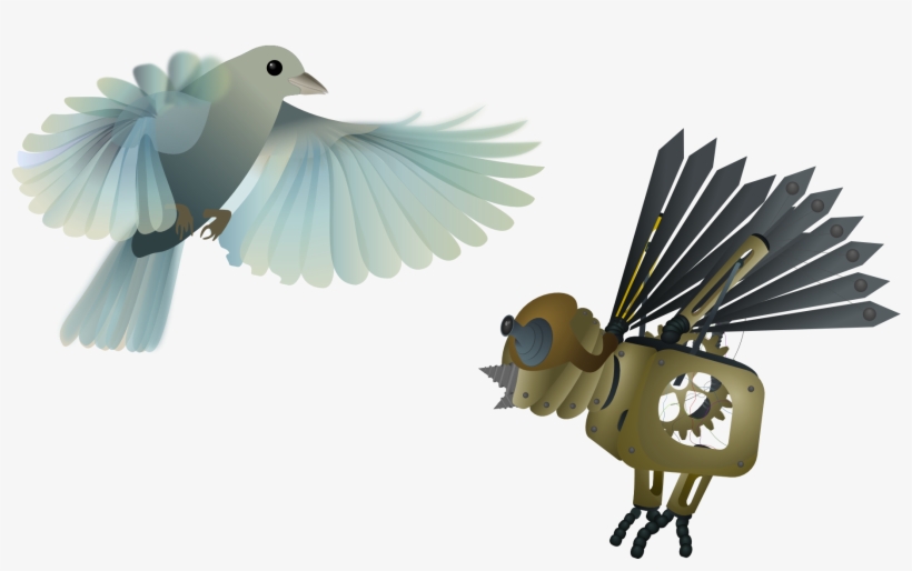 Birds - Stock Dove, transparent png download