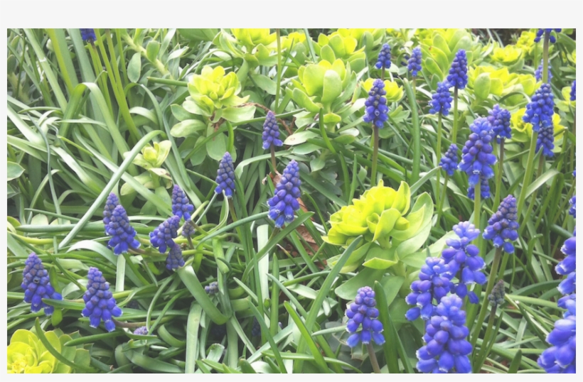 Bluebells-transparen - - Grape Hyacinth, transparent png download