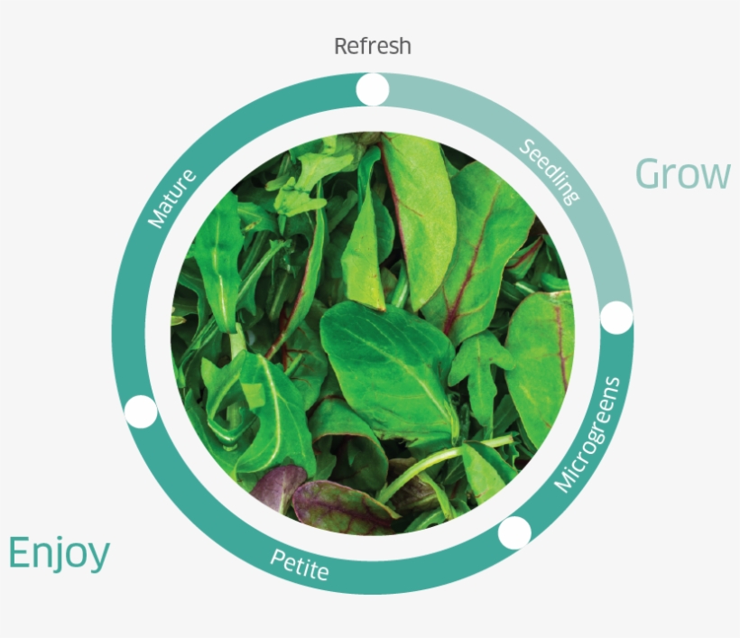 Artboard 2 Copy - Portable Network Graphics, transparent png download