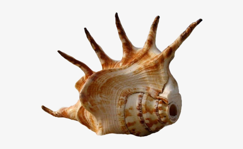 Seashell Shark Bay Beach The Shape Of - Shell Photography, transparent png download