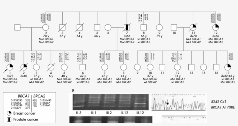 Pedigree Of Family F121 - Number, transparent png download