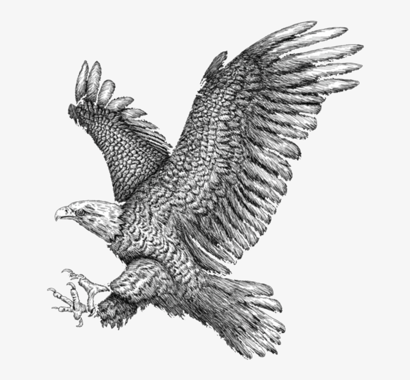Eagle - Golden Eagle, transparent png download