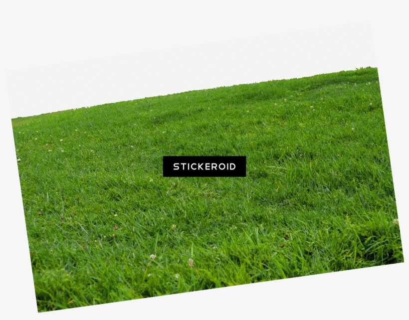 Grass - Lawn, transparent png download