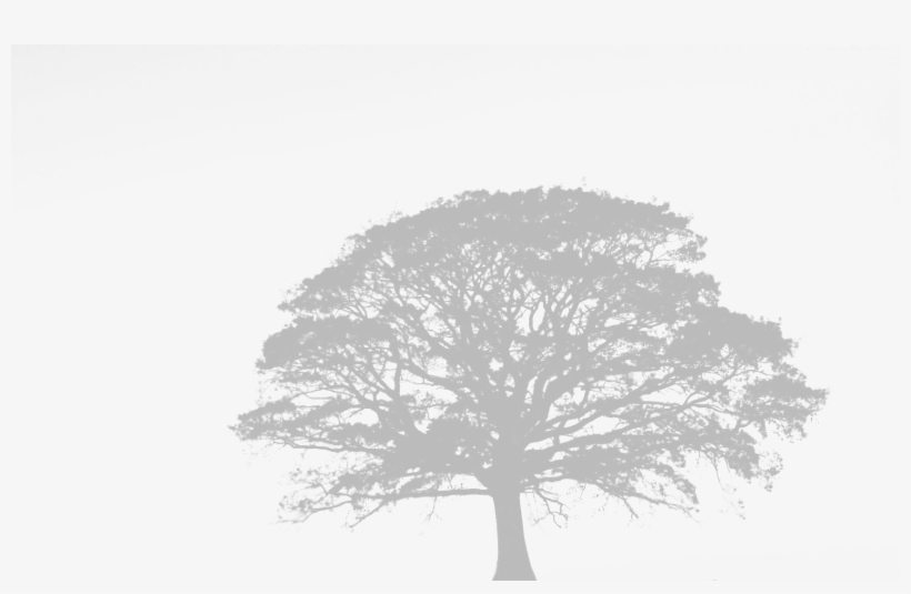 Campsite - Black Oak Tree Png, transparent png download