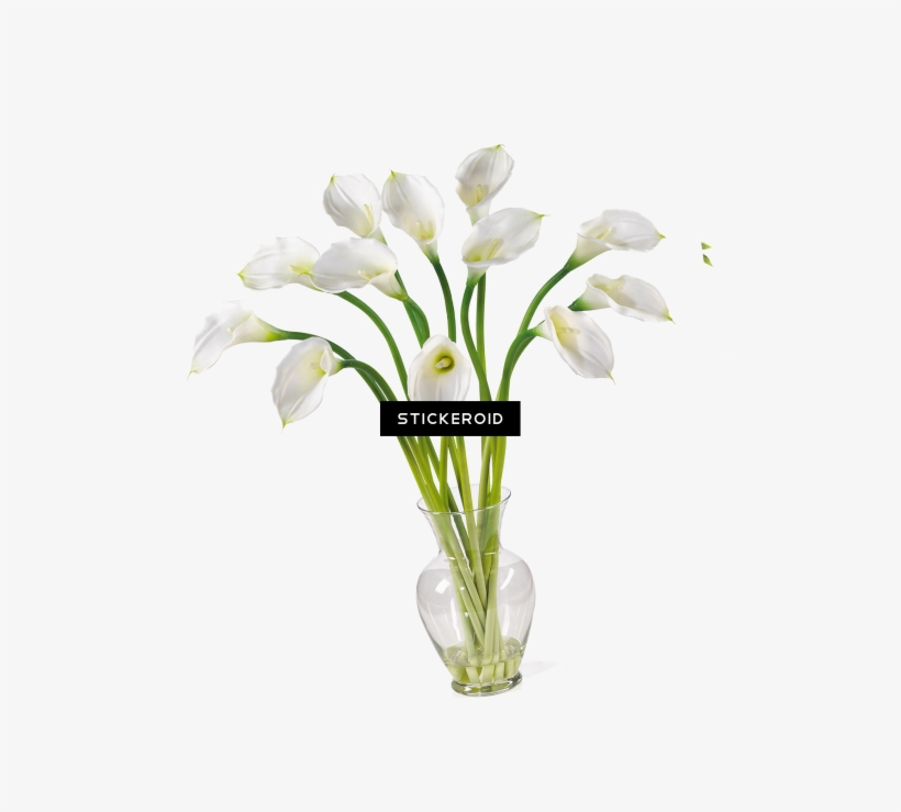 Calla Callalily Flower Nature, transparent png download