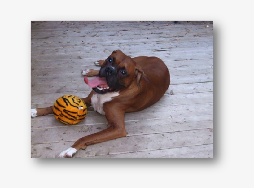 Pet Of The Month February, transparent png download