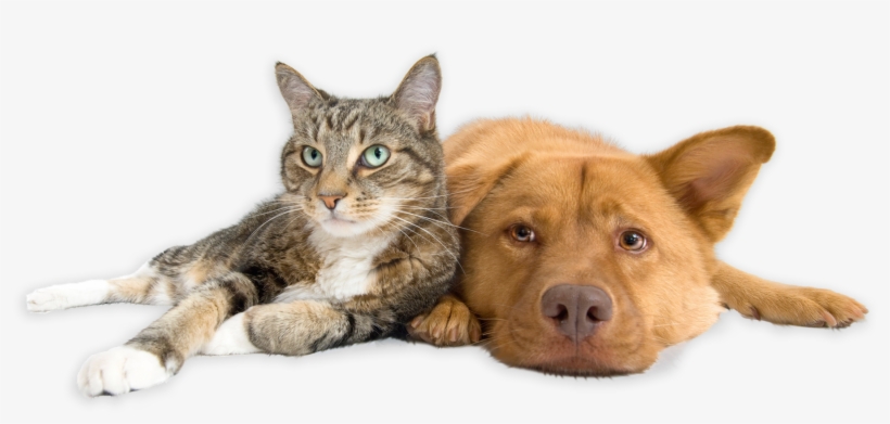 Download Our App - Dog And Cat, transparent png download