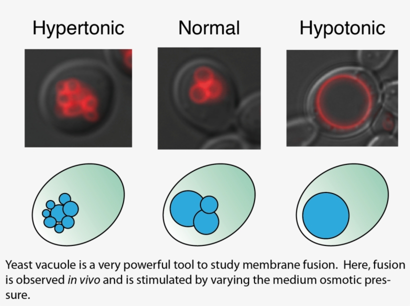 Membrane Trafficking-snare Activation - Circle, transparent png download