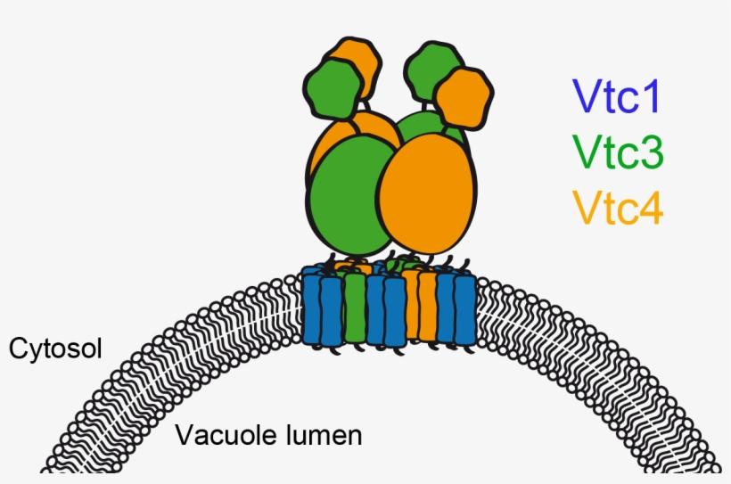Later On, It Turned Out That The Complex Actually Synthesizes - Vtc Yeast, transparent png download