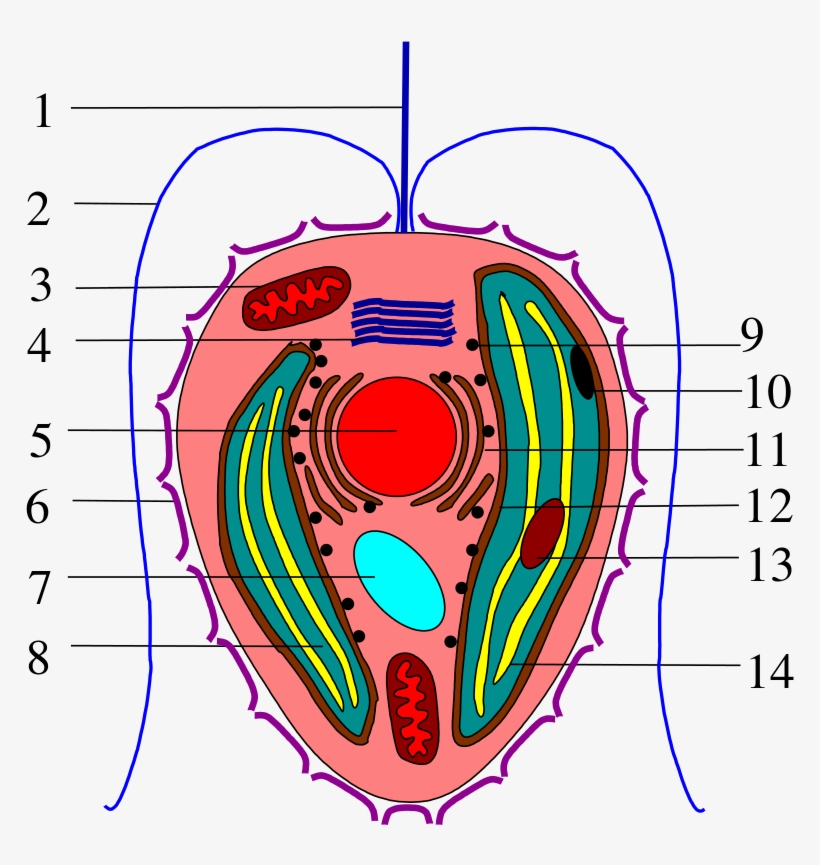 1 Haptonema, 2 Flagella, 3 Mitochondrion, 4 Golgi Apparatus,, transparent png download