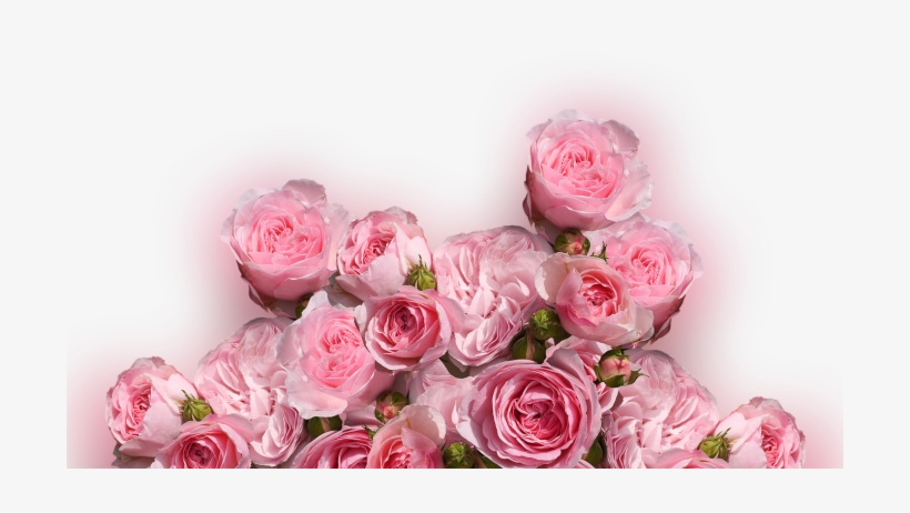 Color Palette Ideas From Flower Rose Garden Roses Image - Cafepress ! Samsung Galaxy S8 Plus Case, transparent png download