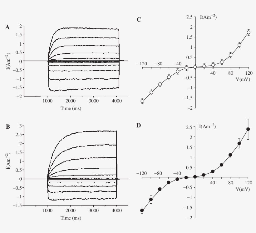 Whole-vacuole Currents In Vacuoles Of Conocephalum - Great Scented Liverwort, transparent png download