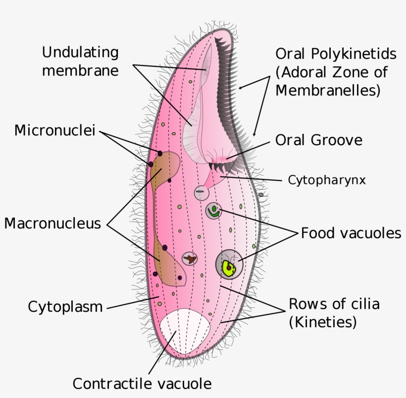 Open - Structure Of Vacuoles, transparent png download