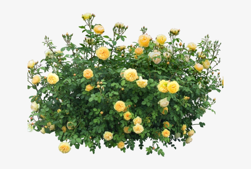 Rose Bush Clipart Rose Garden, transparent png download