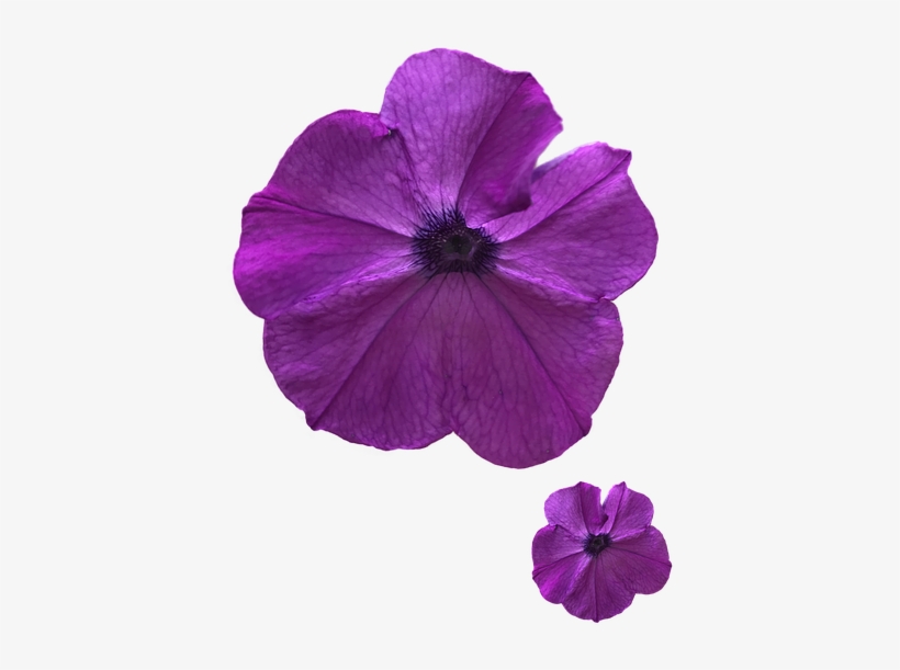 Pansy, transparent png download