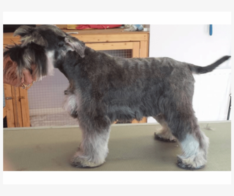 Schnauzer Png, transparent png download