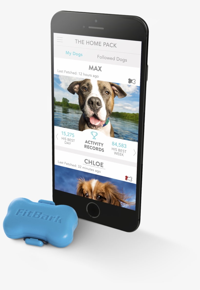 dog activity monitor