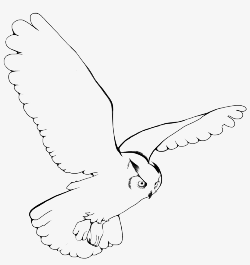 Collection Of Free Fly Drawing Download On, transparent png download